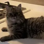 مطلوب قط ذكر للتزاوج