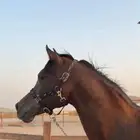 خيل للبيع
