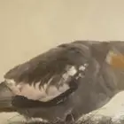 كروان مفقود