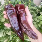 فلفل تشوكلت (Chocolate Pepper)