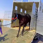 عربة نقل خيل ديانه نقل خيل