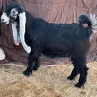 جفره عارضيه خصم