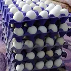 بيض بلدي مخصب