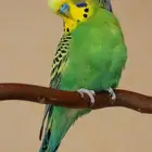 طيور بادجي للبيع