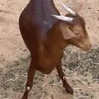 تيس فل شحم