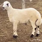 خروف للبيع