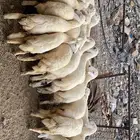 طليان ورخال درجه اولى ذبايح وتقييم الزباين موجود