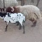 فحل نعيمي للبيع
