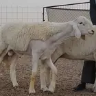 فحل جذع صنف الصنف مشروط