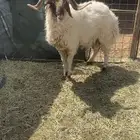 خروف فحل نعيمي