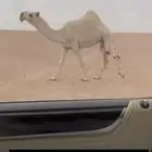 لبيع بكره لقحه