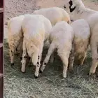 سبعه خرفان