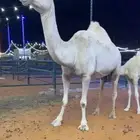 خلفة طيبة