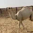 عشرا بكر تحتها بكره ككفو وطيبه