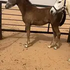 مهر شعبي