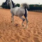 لخيل فرس واهو لقاح لها تقريبا 6 شهور ومعها مهر للبيع