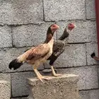 دجاج باكستاني مهجن شامو