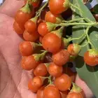 شتلات فاكهة البمبر او المخيط البريه