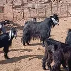 للبيع تيس فحل عارضي