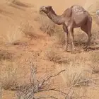 قعود حيسوني