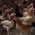 دجاج فرنسي وبلدي للبيع