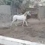 مهره واهو مكس  حفيدة جستس من الاب والام
