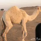 حاشي للبيع