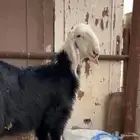 طلي نجدي