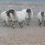 مزاين غنم للبيع