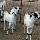 تيس وجفرتين