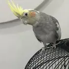 ببغاء كروان