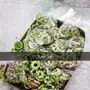 لوز احمر 