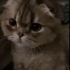تبني القطط