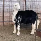 خروف نجدي جذع