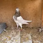 حمام باكستاني لاكا