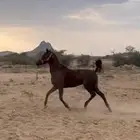 خيل
