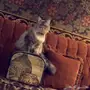قطوه شيرازي للبيع