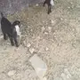 تيوس عوارض 