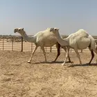 اللقحات وضح ككفو وطيبه واشباب للبيع