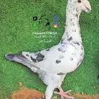 حمام هومر 2025