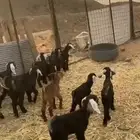 بهم معزى صغار