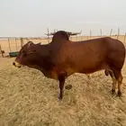 ثور للبيع
