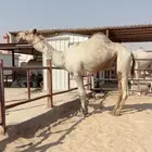 فحل راكض وسابق بيده ولانتاجه روابط