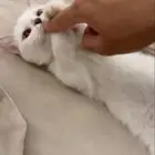 منشكن ( القط القزم )