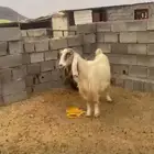 معز جروم كبار حليب مبيوعه عيالها