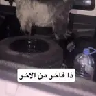 تيس سمين شحم العمر 5شهور