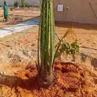 نخل مثمر نجران جيزان القصيم جميع انواع متوفره