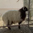 خروف ناهي ومقفل طرف وظهر