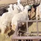 2جفرات 3خرفان حري 3رخل حري للبيع