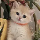 كتن انثى بريتش جاهزه للتسليم